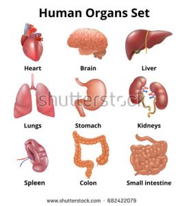 stock-vector-realistic-human-organs-set-anatomy-682422079